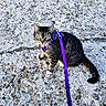 animal, cat, closeup, concrete, curious, daylight, domestic_cat, feline, green_eyes, leash, outdoor, pavement, pet, purple_harness, purple_leash, sitting, stone, tabby_cat, tail, whiskers