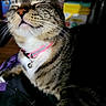 Olivia joined the competition — help win amazing prizes! animal, bell, cat, close_up, collar, cute, domestic, expression, face, feline, fur, indoor, mammal, pet, portrait, relaxed, sleepy, striped, tabby, whiskers