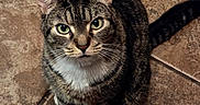 Olivia is registered to the contest to win money with this photo: animal, cat, curious, cute, domestic_cat, ears, feline, floor, fur, green_eyes, indoor, looking_up, pet, sitting, striped, tabby, tail, tile_floor, whiskers, white_paws