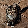 animal, cat, curious, cute, domestic_cat, ears, feline, floor, fur, green_eyes, indoor, looking_up, pet, sitting, striped, tabby, tail, tile_floor, whiskers, white_paws