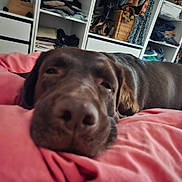 Pita participe au concours pour gagner de l'argent avec cette photo : dog, labrador, brown_dog, sleepy, bedroom, blanket, pink_blanket, indoor, resting, canine, pet, fur, close_up, nose, ears, shelving, clothes, storage, relaxation, comfort