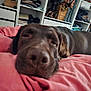 dog, labrador, brown_dog, sleepy, bedroom, blanket, pink_blanket, indoor, resting, canine, pet, fur, close_up, nose, ears, shelving, clothes, storage, relaxation, comfort