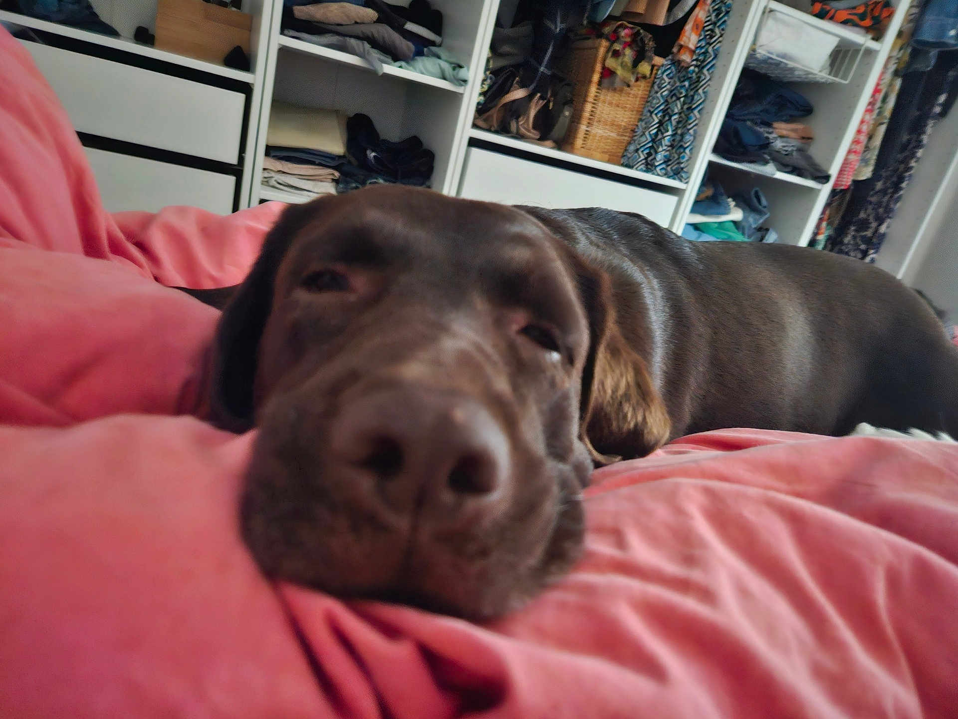 Pita