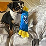 Torito joined the competition — help win amazing prizes! puppy, dog, toy, plush_toy, bed, blanket, indoor, small_dog, black_dog, brown_dog, white_dog, cute, pet, animal, playful, chewing, fabric, soft, resting, cozy