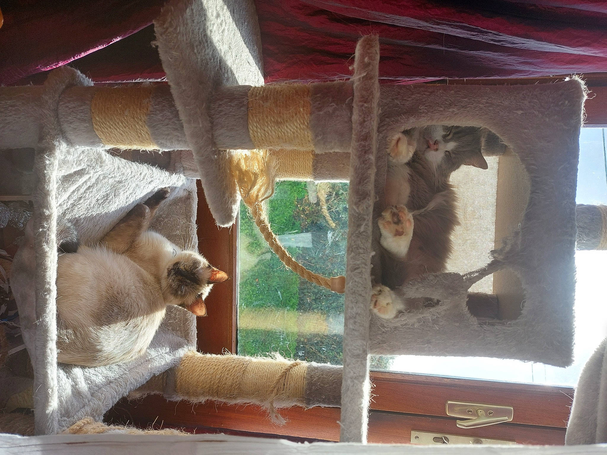 Grizou Sokette a rejoint le concours — aidez-le/la à gagner de superbes lots ! cat_supply, fawn, metal, pet_supply, wood