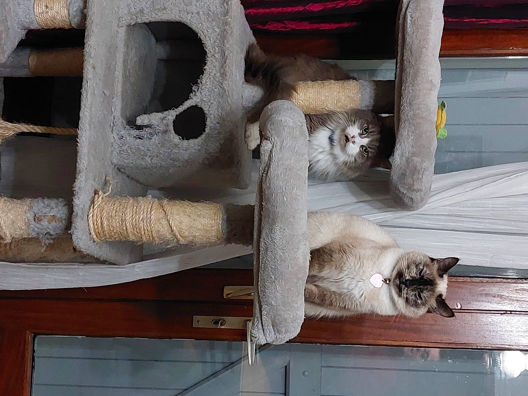 Grizou Sokette participe au concours pour gagner de l'argent avec cette photo : carnivore, cat, cat_furniture, cat_supply, domestic_short_haired_cat, fawn, felidae, fur, hardwood, metal, pet_supply, room, shelf, shelving, small_to_medium_sized_cats, tail, thread, whiskers, wood, wool