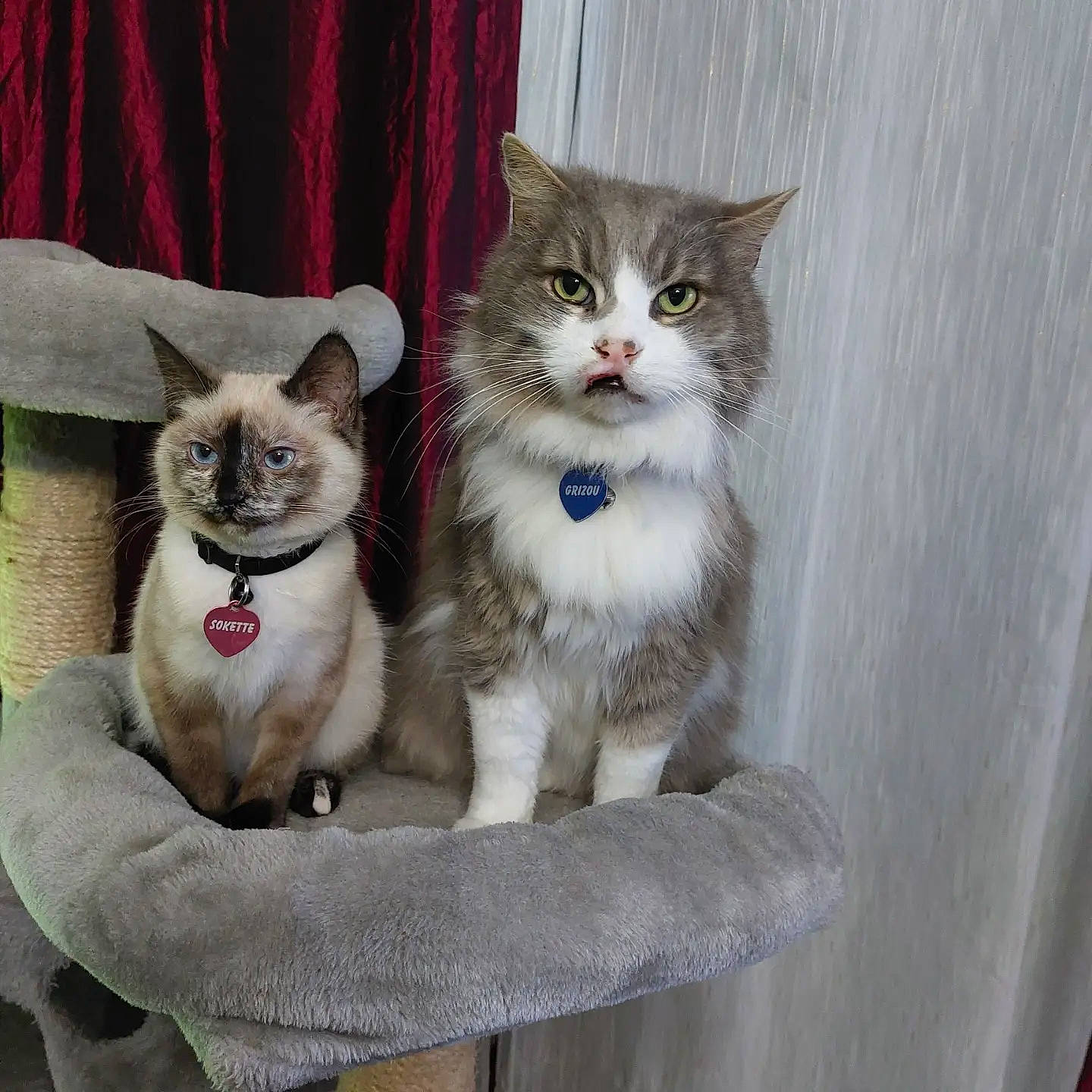 Grizou Sokette a rejoint le concours — aidez-le/la à gagner de superbes lots ! carnivore, cat, cat_furniture, cat_supply, comfort, curtain, domestic_short_haired_cat, door, fawn, felidae, fur, grey, paw, photo_caption, small_to_medium_sized_cats, snout, tail, whiskers, window