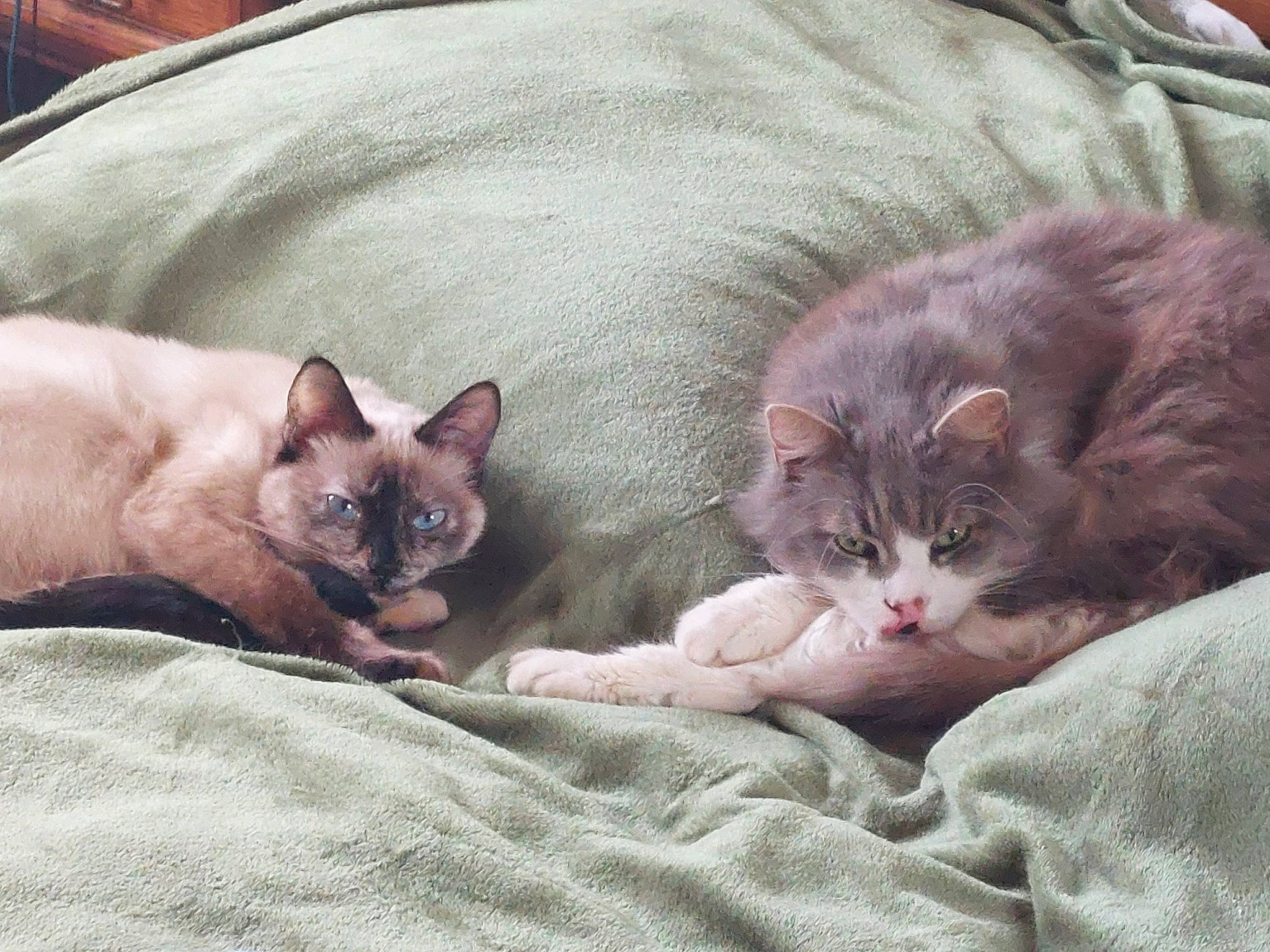 Grizou Sokette a rejoint le concours — aidez-le/la à gagner de superbes lots ! carnivore, cat, cat_bed, cat_supply, comfort, domestic_short_haired_cat, fawn, felidae, fur, grey, nap, paw, siamese, small_to_medium_sized_cats, snout, terrestrial_animal, whiskers