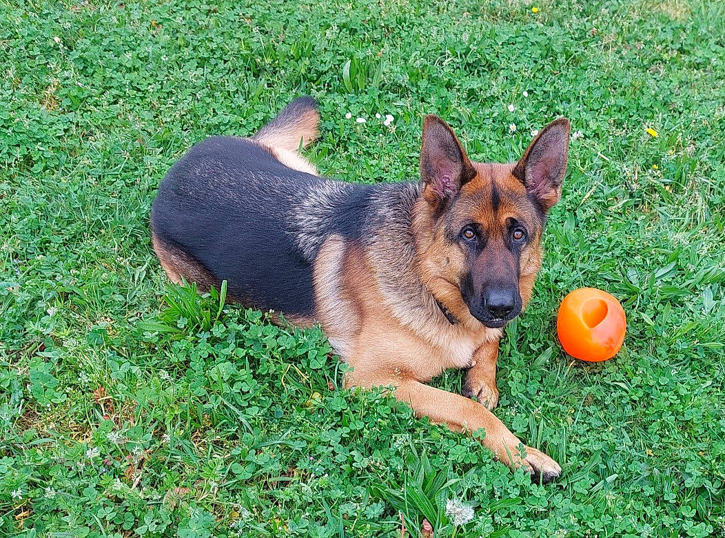 Thor
