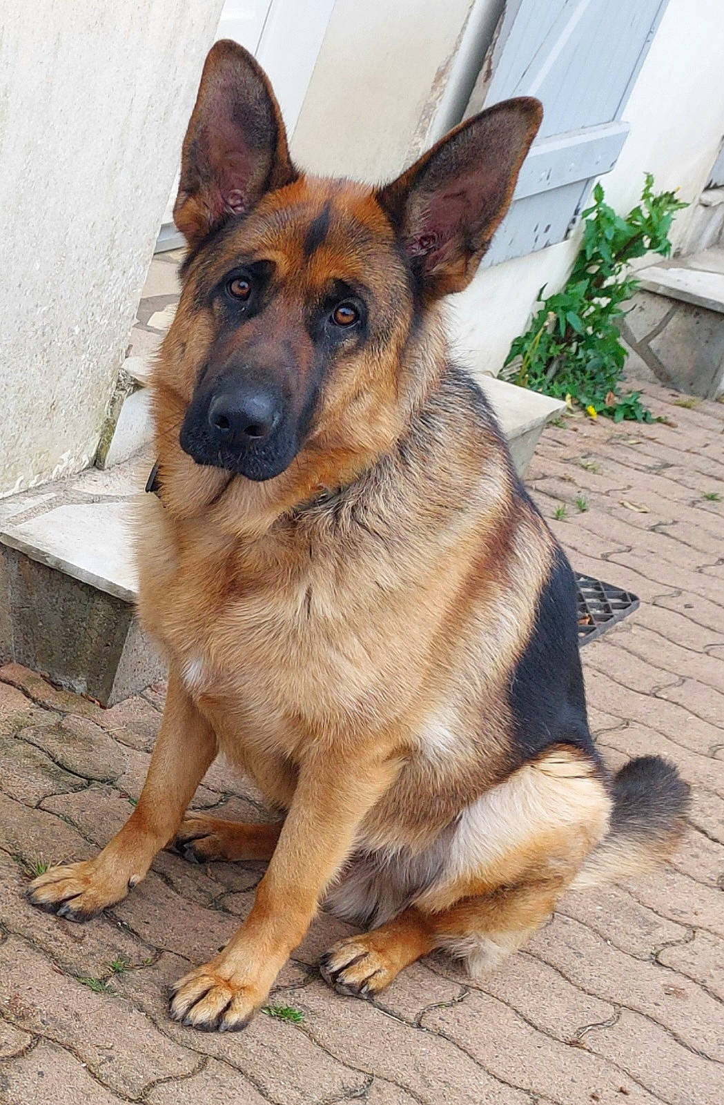Thor a rejoint le concours — aidez-le/la à gagner de superbes lots ! belgian_shepherd_malinois, carnivore, companion_dog, dog, dog_breed, east_european_shepherd, fawn, flowerpot, german_shepherd_dog, guard_dog, herding_dog, king_shepherd, old_german_shepherd_dog, plant, snout, sporting_group, terrestrial_animal, whiskers, working_animal, working_dog