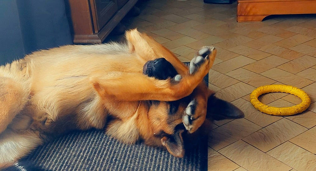 Thor a rejoint le concours — aidez-le/la à gagner de superbes lots ! canidae, carnivore, claw, companion_dog, dog, dog_breed, fawn, felidae, flooring, fur, german_spitz, german_spitz_klein, human_leg, paw, snout, spitz, sporting_group, tail, wood, working_animal