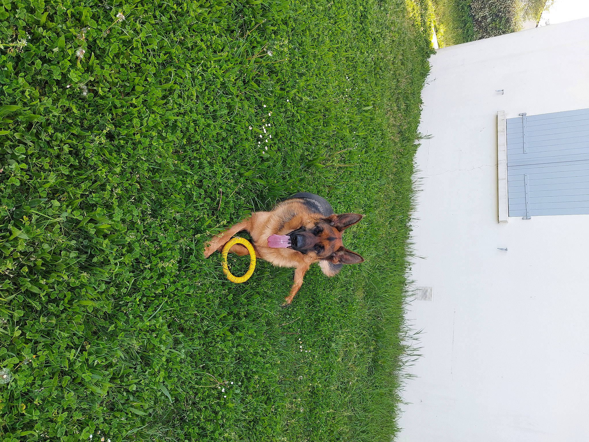 Thor a rejoint le concours — aidez-le/la à gagner de superbes lots ! canidae, carnivore, companion_dog, dog, dog_breed, fawn, flooring, grass, grass_family, grassland, groundcover, house, lawn, leisure, plant, shrub, sporting_group, tail, window, working_animal
