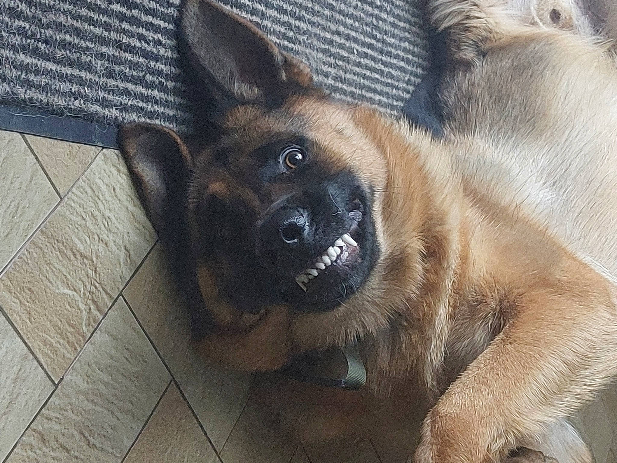 Thor a rejoint le concours — aidez-le/la à gagner de superbes lots ! canidae, carnivore, companion_dog, dog, dog_breed, eye, fawn, flooring, fur, liver, old_german_shepherd_dog, paw, puppy, snout, sporting_group, terrestrial_animal, tile_flooring, whiskers, working_animal, working_dog