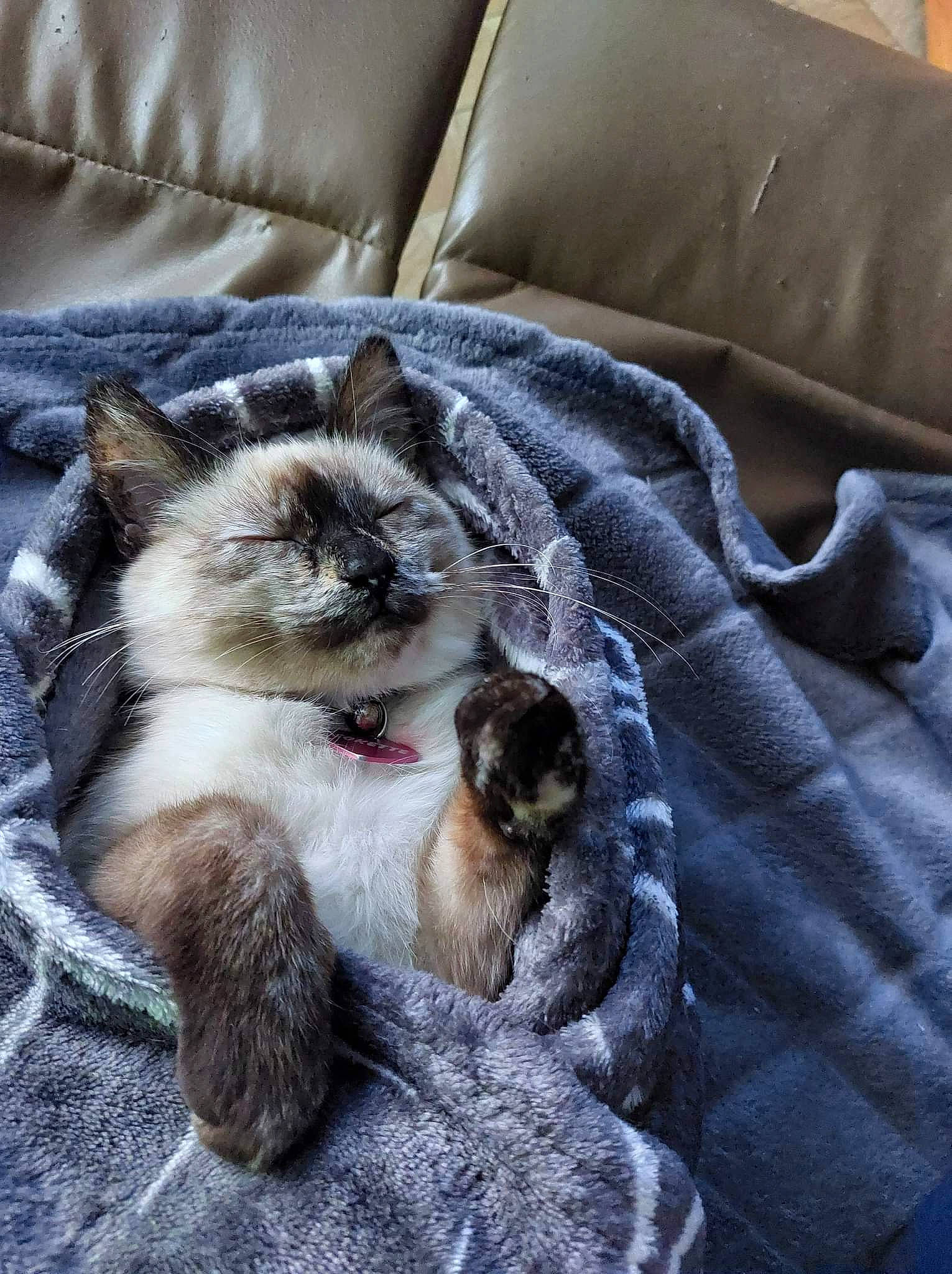 Sokette participe au concours pour gagner de l'argent avec cette photo : carnivore, cat, cat_supply, claw, comfort, companion_dog, couch, domestic_short_haired_cat, fawn, felidae, flooring, fur, grey, linens, paw, siamese, small_to_medium_sized_cats, tail, thai, whiskers