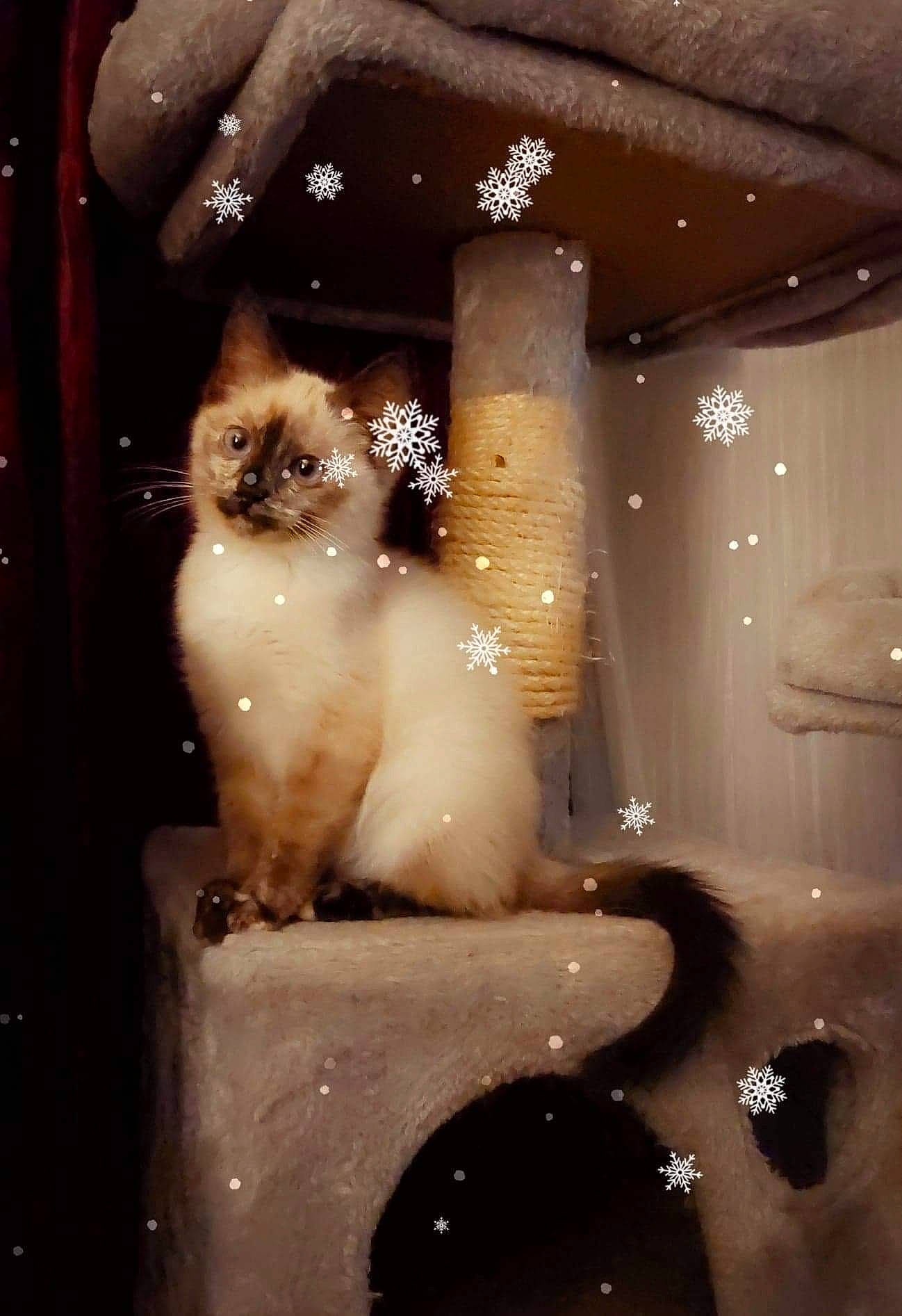 Sokette a rejoint le concours — aidez-le/la à gagner de superbes lots ! art, balinese, birman, carnivore, cat, darkness, fawn, felidae, fur, glass, lighting, plumbing_fixture, siamese, small_to_medium_sized_cats, snout, tail, tints_and_shades, visual_arts, whiskers, window