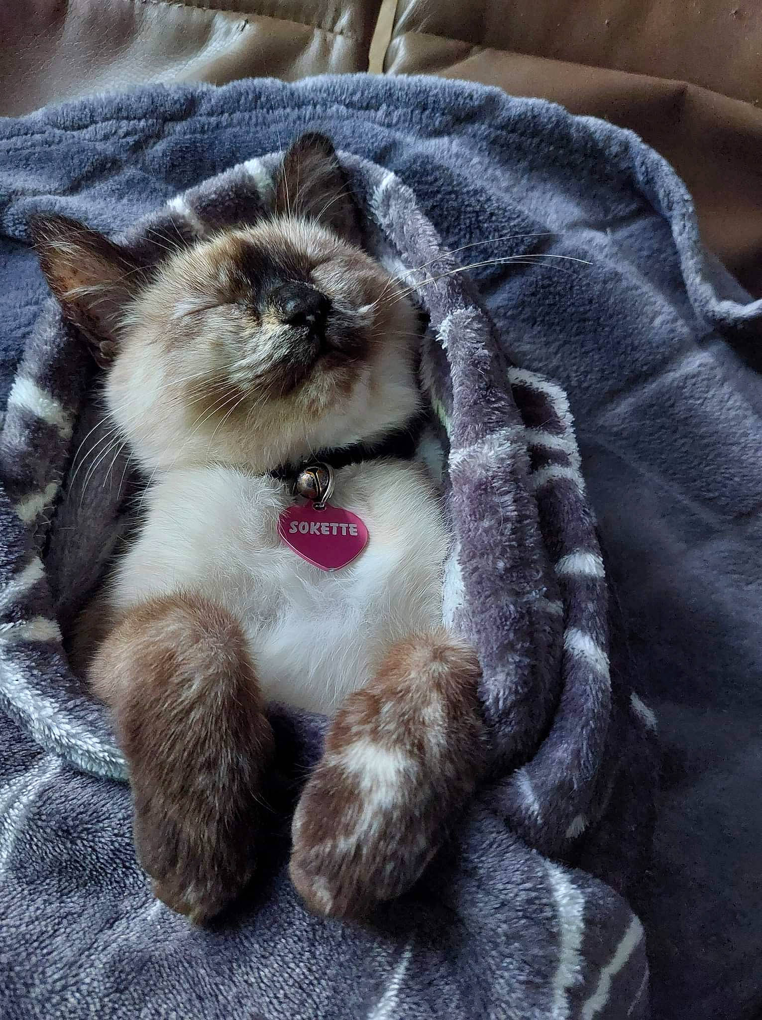 Sokette a rejoint le concours — aidez-le/la à gagner de superbes lots ! carnivore, cat, claw, comfort, companion_dog, dog_breed, domestic_short_haired_cat, fawn, felidae, fur, grey, nap, paw, siamese, small_to_medium_sized_cats, snout, tail, terrestrial_animal, whiskers