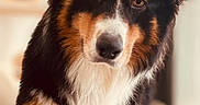 Vaiko participe au concours pour gagner de l'argent avec cette photo : dog, pet, indoor, portrait, black_fur, white_fur, brown_fur, animal, canine, fur, close_up, looking, cute, friendly, companion, household, cozy, soft_light, background_blur, expression