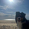 dog, beach, sun, sky, clouds, sea, sand, rocks, outdoor, pet, animal, fluffy, happy, nature, daytime, smiling, coast, water, landscape, canine