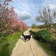 Vaiko a rejoint le concours — aidez-le/la à gagner de superbes lots ! dog, path, dirt, leash, flowering_bushes, pink_flowers, greenery, shrubs, trees, clouds, sky, outdoor, nature, walking, pet, canine, grass, scenic, sunny, daytime