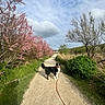 dog, path, dirt, leash, flowering_bushes, pink_flowers, greenery, shrubs, trees, clouds, sky, outdoor, nature, walking, pet, canine, grass, scenic, sunny, daytime