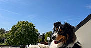 Vaiko a rejoint le concours — aidez-le/la à gagner de superbes lots ! animal, balcony, blue_sky, cute, daylight, dog, fur, happy, house, leisure, looking, nature, outdoor, pet, railing, residential, smiling, sunny, tree, tricolor
