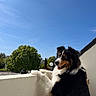 dog, balcony, outdoor, sunny, blue_sky, tree, fur, pet, happy, animal, nature, daylight, smiling, looking, railing, house, residential, leisure, cute, tricolor