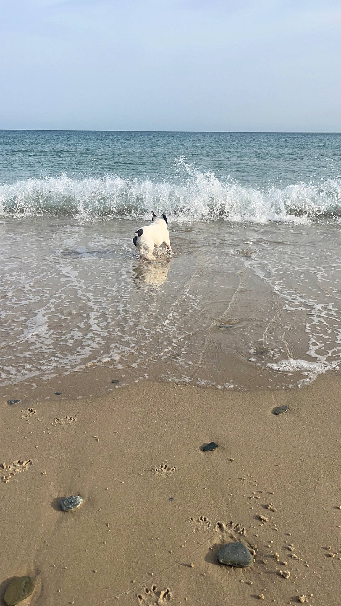 Oscar participe au concours pour gagner de l'argent avec cette photo : beach, calm, carnivore, coast, coastal_and_oceanic_landforms, dog, dog_breed, fluid, fun, horizon, liquid, morning, natural_environment, sand, shore, sky, water, wave, wind, wind_wave