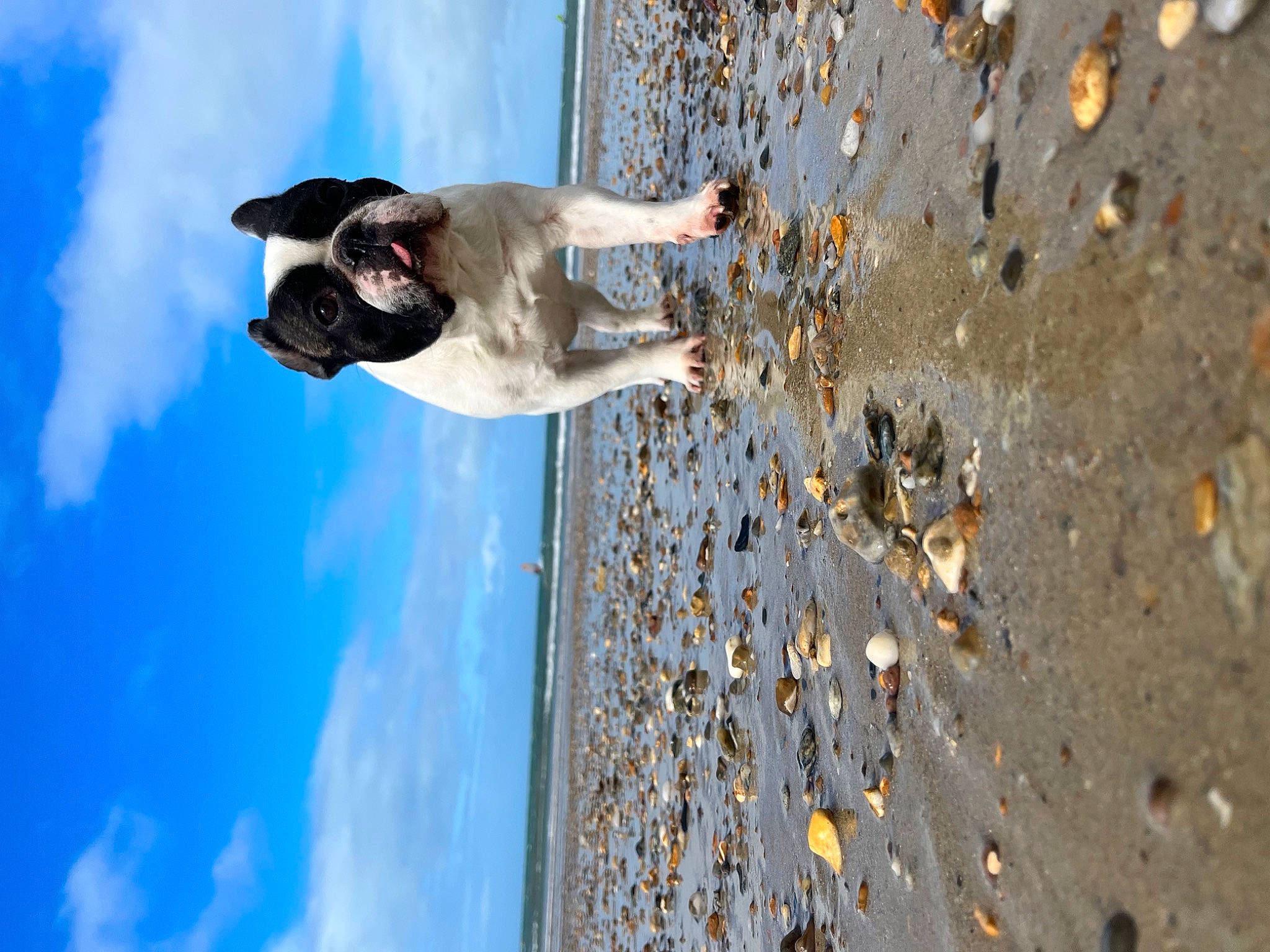 Oscar participe au concours pour gagner de l'argent avec cette photo : adventure, beach, carnivore, cloud, concrete, cumulus, dog, fun, leisure, ocean, recreation, reflection, road_surface, rock, shadow, sky, sunglasses, tree, water, wood