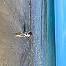 Oscar participe au concours pour gagner de l'argent avec cette photo : azure, beach, calm, concrete, dog, electric_blue, grey, hardwood, lake, ocean, plant, reflection, shadow, sky, tints_and_shades, tree, trunk, water, wave, wood