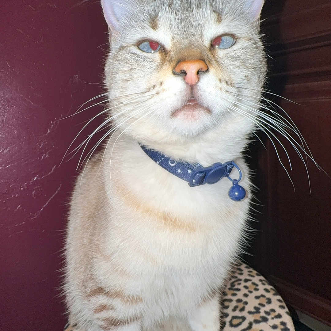 Kitty joined the competition — help win amazing prizes! animal, bell, cat, closeup, collar, cute, domestic_cat, ears, face, feline, fur, indoor, leopard_print, maroon_wall, paw, pet, portrait, sitting, stool, whiskers