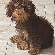 Oliver joined the competition — help win amazing prizes! alert, animal, brown_fur, canine, companion, curly_fur, cute, dog, domestic_animal, flooring, fluffy, fur, fur_texture, indoor, looking, pet, portrait, sitting, small_dog, tile_floor