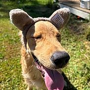 Gatsby joined the competition — help win amazing prizes! animal, canine, close_up, cute, daylight, dog, ears, fur, golden_retriever, grass, happy, headband, nature, outdoor, pet, playful, smiling, sunny, tongue, tongue_out