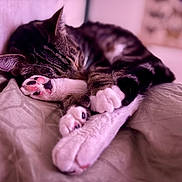 Pablo joined the competition — help win amazing prizes! cat, tabby_cat, white_paws, sleeping, lying_down, relaxed, pink_paw_pads, toebeans, fur, whiskers, ears, bed, blanket, pillow, bedroom, indoor, closeup, pet, purple_lighting, cozy