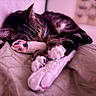 bed, bedroom, blanket, cat, closeup, cozy, ears, fur, indoor, lying_down, pet, pillow, pink_paw_pads, purple_lighting, relaxed, sleeping, tabby_cat, toebeans, whiskers, white_paws