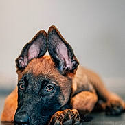 Maho participe au concours pour gagner de l'argent avec cette photo : puppy, dog, close_up, ears, lying_down, floor, brown, black, pet, animal, indoors, portrait, cute, young, expression, resting, soft_focus, background_blur, fur, canine