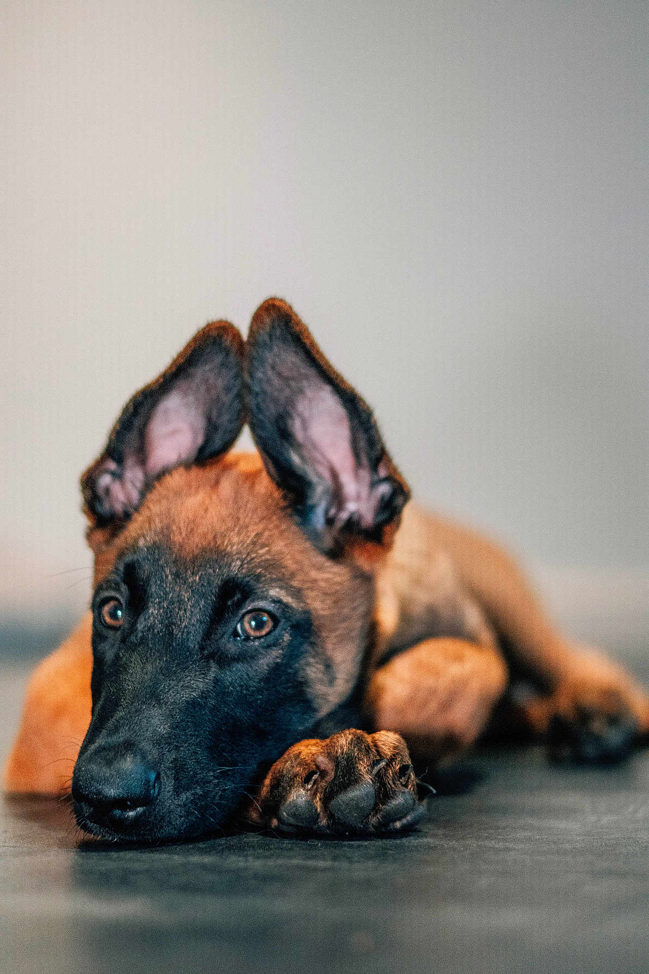 Maho participe au concours pour gagner de l'argent avec cette photo : puppy, dog, close_up, ears, lying_down, floor, brown, black, pet, animal, indoors, portrait, cute, young, expression, resting, soft_focus, background_blur, fur, canine