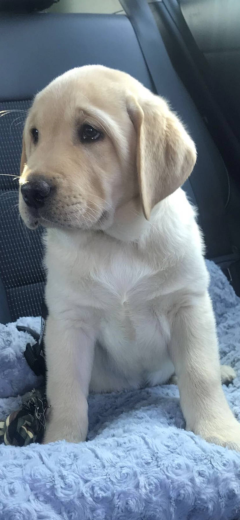 Roméo participe au concours pour gagner de l'argent avec cette photo : canidae, carnivore, collar, companion_dog, dog, dog_breed, fawn, fur, gun_dog, labrador_retriever, mesh, pet_supply, puppy, retriever, skin, snout, sporting_group, whiskers, working_animal, working_dog