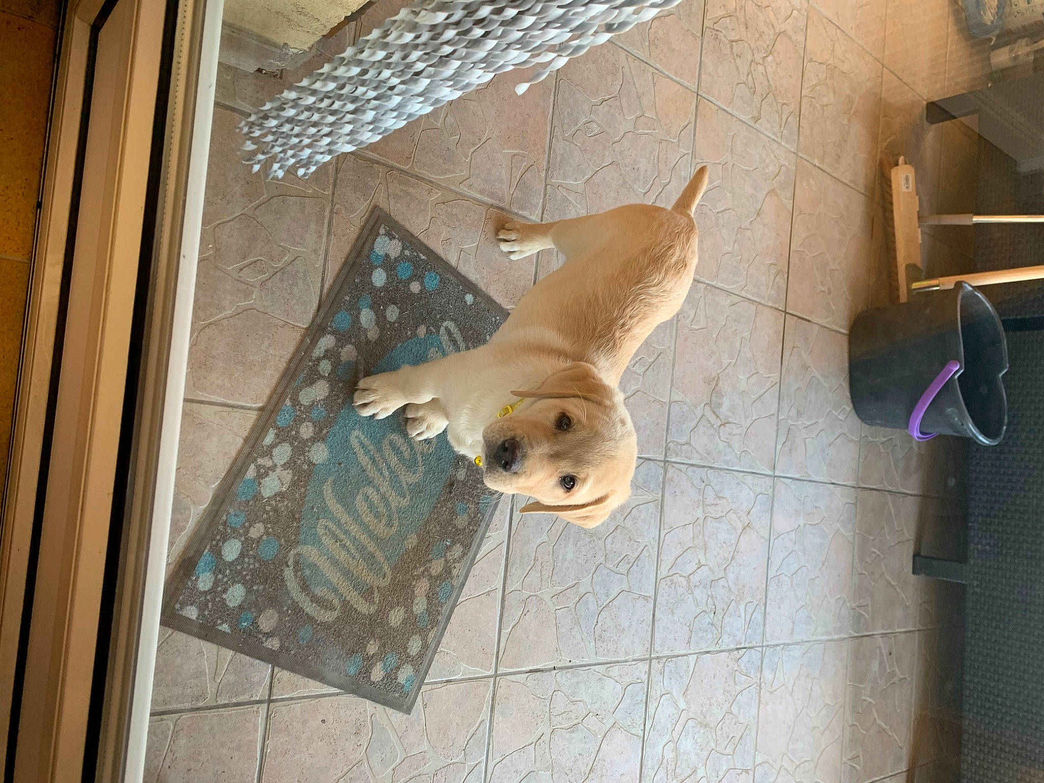 Roméo participe au concours pour gagner de l'argent avec cette photo : building, carnivore, ceiling, companion_dog, dog, dog_breed, fawn, felidae, floor, flooring, hardwood, house, interior_design, plywood, room, tail, wood, wood_flooring, wood_stain, working_animal