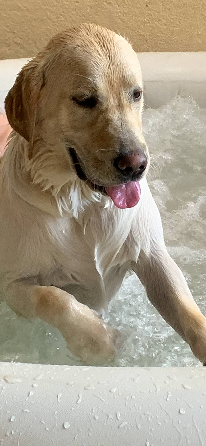 Roméo participe au concours pour gagner de l'argent avec cette photo : canidae, carnivore, collar, companion_dog, dog, dog_breed, dog_collar, dog_supply, fawn, fur, golden_retriever, gun_dog, pet_supply, retriever, snout, sporting_group, water, whiskers, working_animal, working_dog