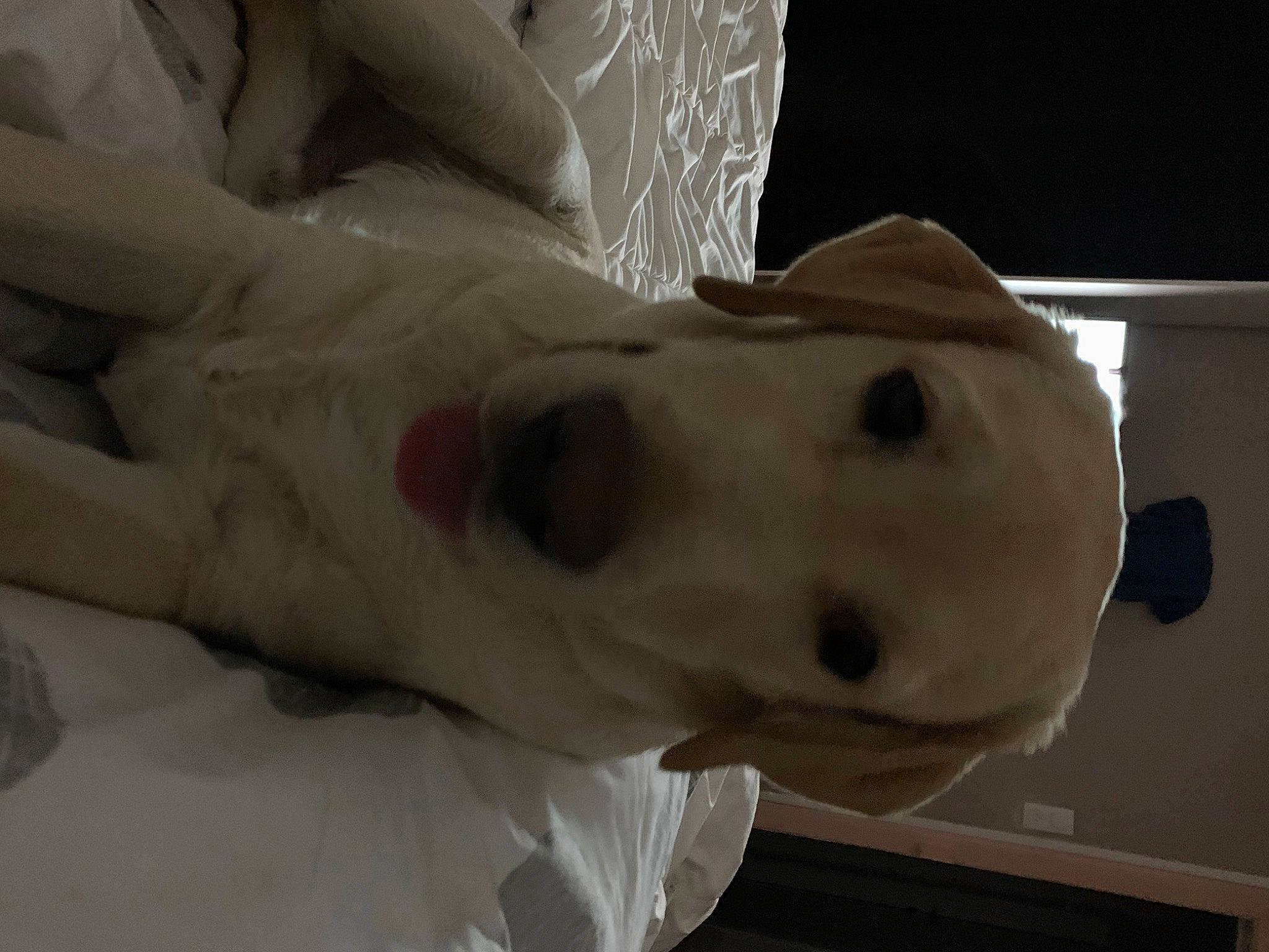 Roméo participe au concours pour gagner de l'argent avec cette photo : art, canidae, carnivore, collar, companion_dog, dog, dog_breed, ear, fawn, jaw, non_sporting_group, sculpture, snout, sporting_group, statue, working_animal