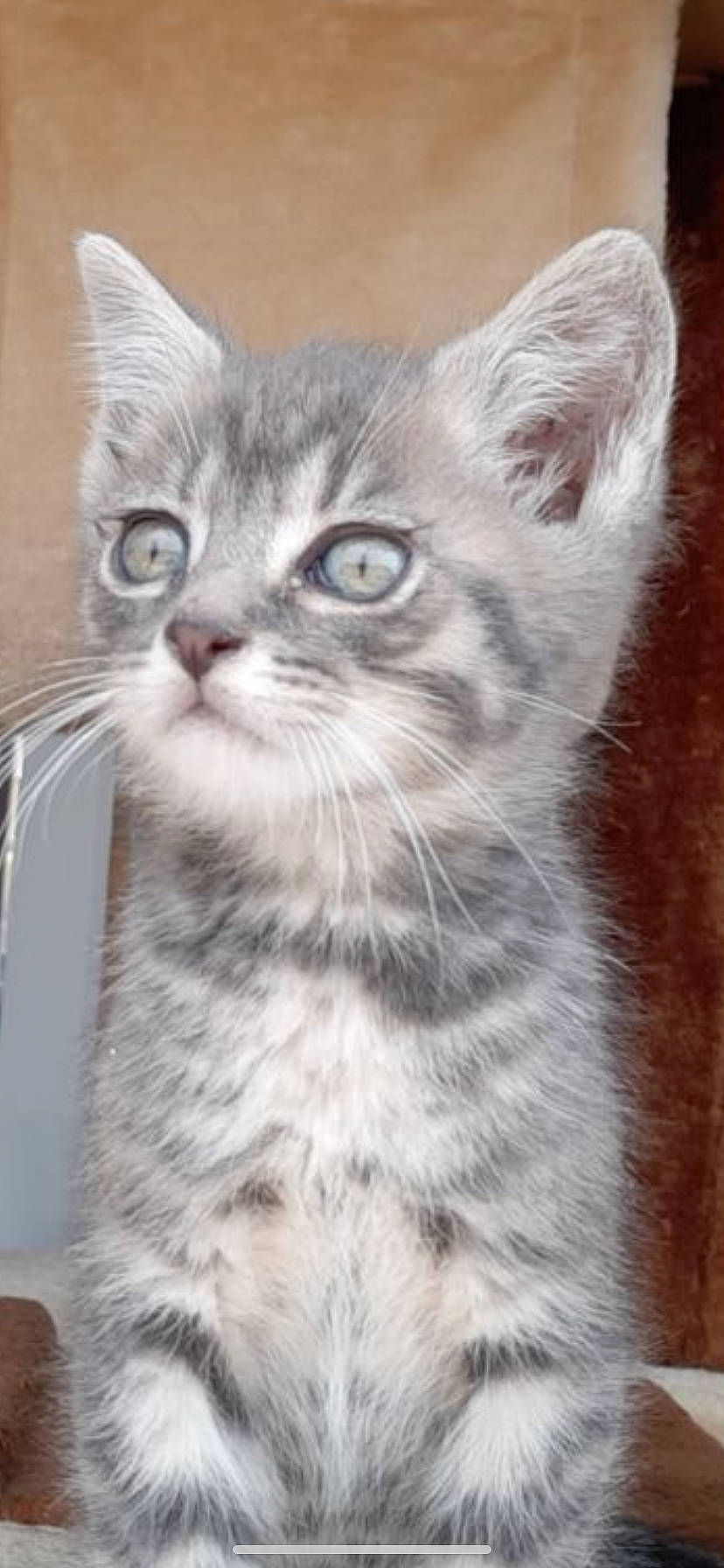 Berlioz participe au concours pour gagner de l'argent avec cette photo : carnivore, cat, claw, domestic_short_haired_cat, felidae, fur, iris, paw, small_to_medium_sized_cats, snout, terrestrial_animal, whiskers, window