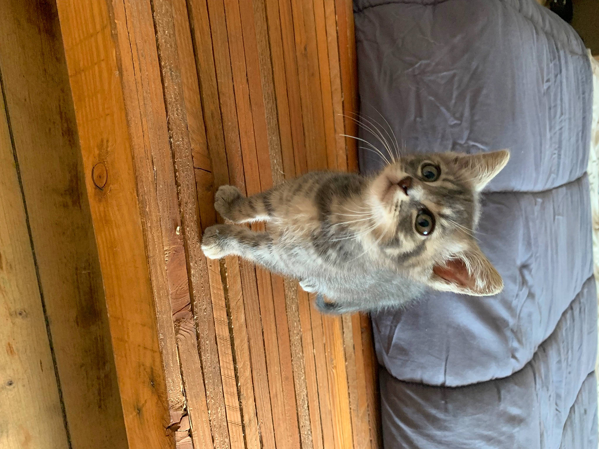 Berlioz a rejoint le concours — aidez-le/la à gagner de superbes lots ! carnivore, cat, dog_breed, domestic_short_haired_cat, felidae, fur, hardwood, plank, small_to_medium_sized_cats, tail, whiskers, wood, wood_stain