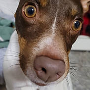 Scarlette a rejoint le concours — aidez-le/la à gagner de superbes lots ! dog, close_up, brown, white, pet, animal, face, nose, ears, whiskers, indoor, curious, fur, canine, looking, expression, snout, cute, portrait, domestic