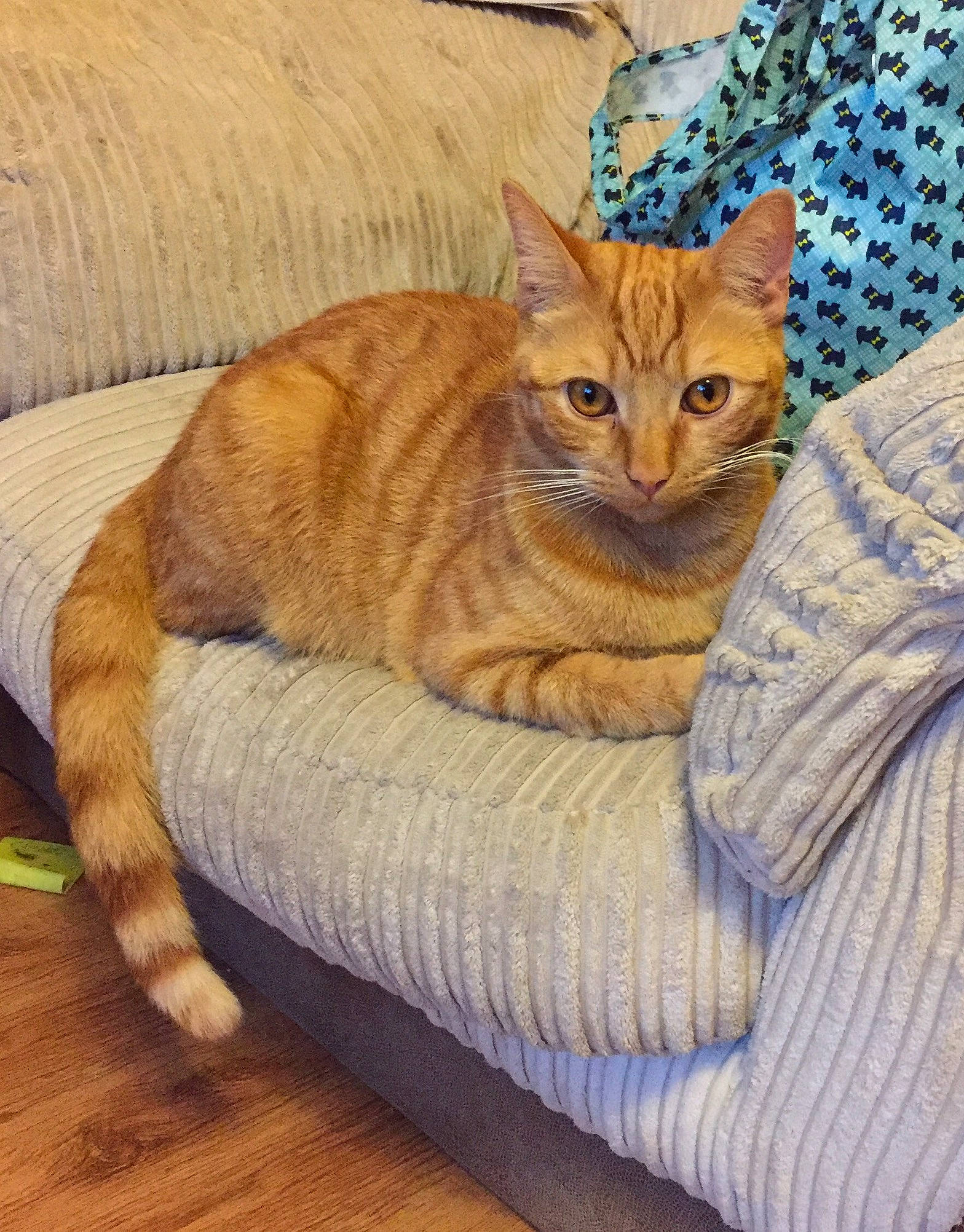 Flame is registered to the contest to win money with this photo: carnivore, cat, cat_supply, comfort, couch, domestic_short_haired_cat, fawn, felidae, flooring, fur, hardwood, pet_supply, sitting, small_to_medium_sized_cats, snout, tail, terrestrial_animal, tree, whiskers, wood