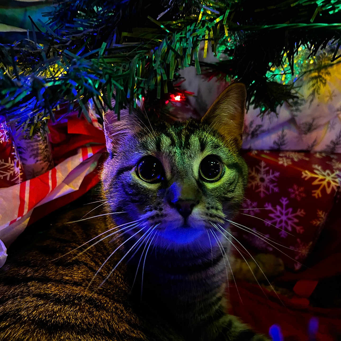 Stella is registered to the contest to win money with this photo: abyssinian, accessories, animal, blackcat, cat, couch, featherboa, fir, fractal, furniture, glitter, kitten, light, lighting, manx, ornament, pattern, pet, plant, purple
