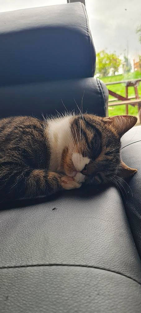 Ragnar participe au concours pour gagner de l'argent avec cette photo : carnivore, cat, comfort, domestic_short_haired_cat, felidae, flooring, fur, grass, grey, human_leg, nap, paw, plant, sitting, small_to_medium_sized_cats, snout, tail, whiskers, window, wood