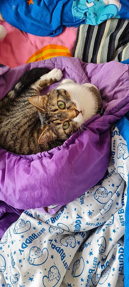 Ragnar participe au concours pour gagner de l'argent avec cette photo : bag, bedding, carnivore, cat, comfort, domestic_short_haired_cat, fawn, felidae, fur, grass, linens, magenta, nap, pattern, pink, purple, small_to_medium_sized_cats, textile, violet, whiskers