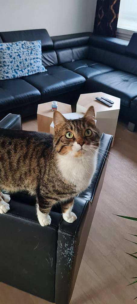 Ragnar participe au concours pour gagner de l'argent avec cette photo : box, carnivore, cat, comfort, couch, domestic_short_haired_cat, door, drawer, felidae, flooring, fur, hardwood, living_room, paw, pillow, small_to_medium_sized_cats, tail, whiskers, window, wood