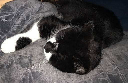 Ivar a rejoint le concours — aidez-le/la à gagner de superbes lots ! canidae, carnivore, cat, claw, comfort, dog_breed, domestic_short_haired_cat, felidae, fur, grey, monochrome_photography, nap, paw, sleep, small_to_medium_sized_cats, snout, sporting_group, tail, terrestrial_animal, whiskers