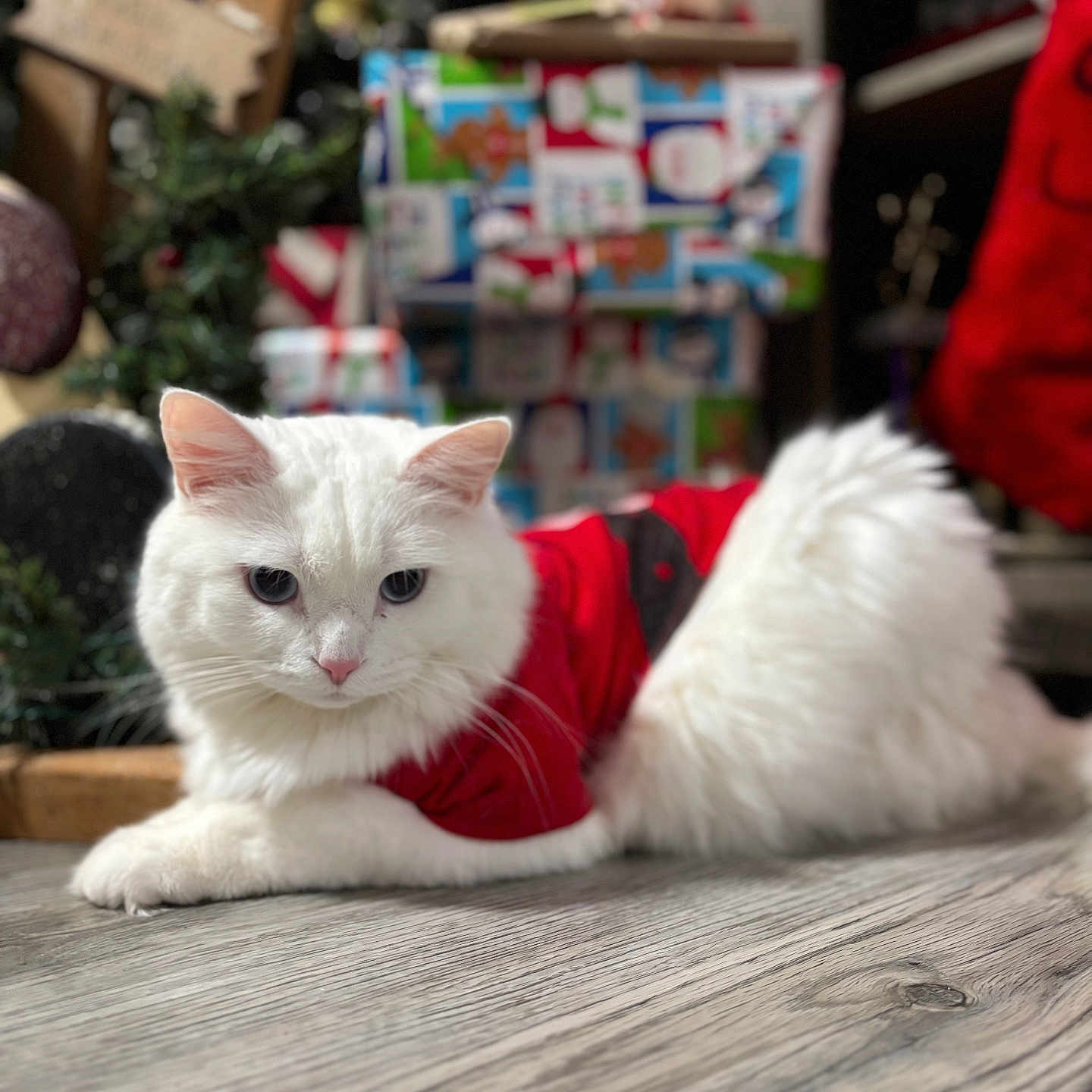 Buddy joined the competition — help win amazing prizes! animal, blurred_background, cat, christmas, closeup, cozy, cute, decorations, festive, furry, gift_wrap, holiday, indoor, laying_down, pet, presents, red_sweater, relaxed, white_cat, wood_floor